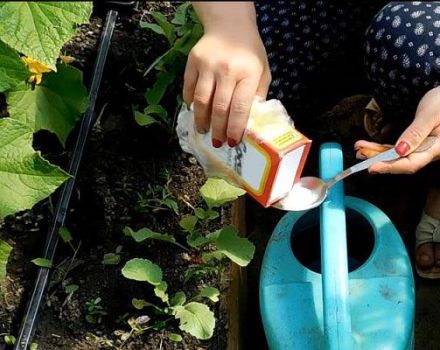 Rules for the use of soda against weeds in the garden and precautions