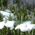 How to prepare rosemary for the winter: cover, do you need to dig up and prune