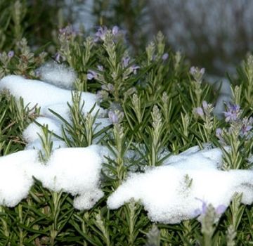 Cómo preparar el romero para el invierno: tapa, necesitas desenterrar y podar