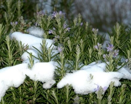 Comment préparer le romarin pour l'hiver: couvrir, creuser et tailler