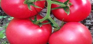 Description de la variété de tomate Griffin f1, ses caractéristiques et sa culture