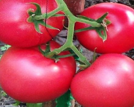 Description de la variété de tomate Griffin f1, ses caractéristiques et sa culture