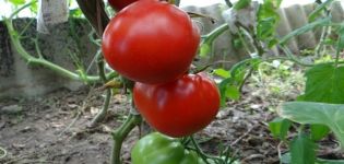 Beschrijving van het tomatenras North Queen, kenmerken van teelt en verzorging