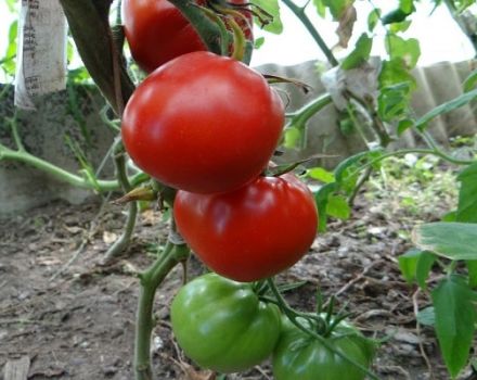 Descripción de la variedad de tomate North Queen, características de cultivo y cuidado.