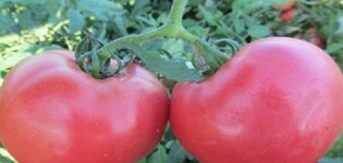 Descripción de la variedad de tomate Rosalisa, sus características y cultivo