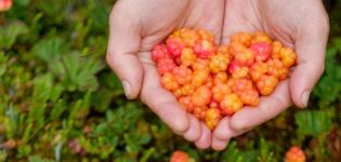 Cómo cultivar moras de nube a partir de semillas en casa, plantar y cuidar.