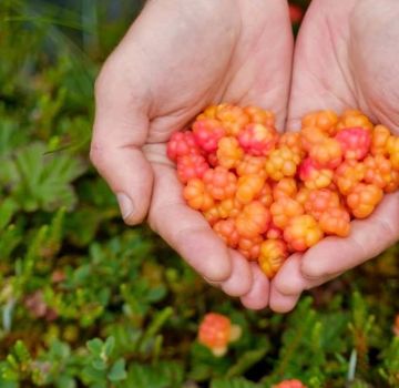 Comment faire pousser des mûres à partir de graines à la maison, la plantation et les soins