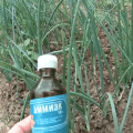 How to properly pour onions with ammonia from pests and for feeding?