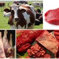 Tabla de rendimiento de carne de res neta promedio basada en peso vivo