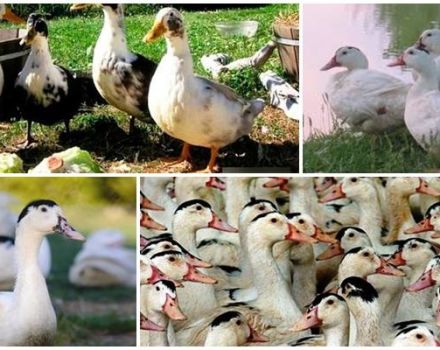 Combien de mulards poussent à la maison, à quel âge et à quel poids marquer