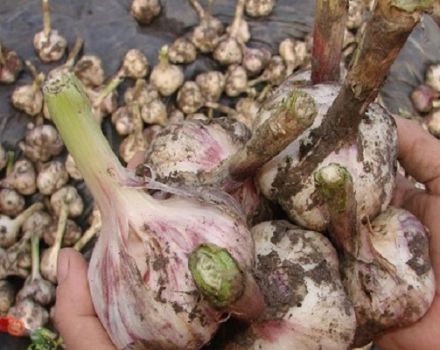 Description of the Siberian Giant garlic variety, features of cultivation and care