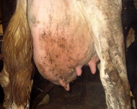 Causes et symptômes de la mammite catarrhale chez les vaches, traitement et prévention