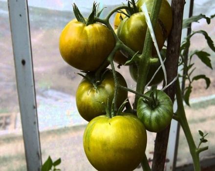 Description de la variété de tomate verte Kiwi et de ses caractéristiques