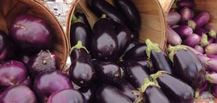 The most popular and productive varieties of eggplant for growing in the open field and the rules for choosing seeds