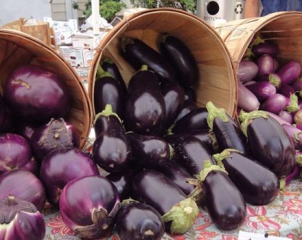 The most popular and productive varieties of eggplant for growing in the open field and the rules for choosing seeds