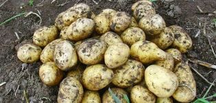 Description of the potato variety Karatop, its characteristics and cultivation