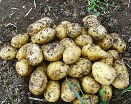 Description of the potato variety Karatop, its characteristics and cultivation