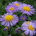 What are the types and varieties of asters, a description of the best varieties