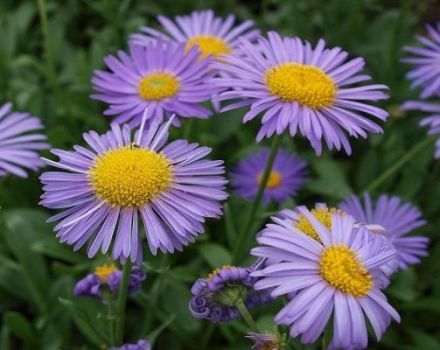 Quels sont les types et variétés d'asters, une description des meilleures variétés