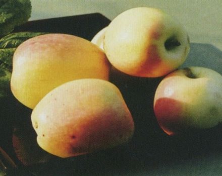 Description de la variété de pomme Rizhsky Golubok, caractéristiques de rendement et régions de culture