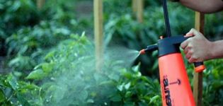 How to properly spray and process tomatoes with boric acid