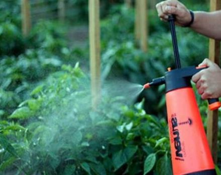 Comment pulvériser et traiter correctement les tomates avec de l'acide borique