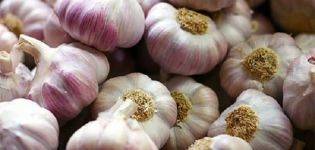 Description of the Bashkir 85 garlic variety, features of cultivation and care