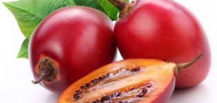 Tamarillo pomidorų medis, kaip jį valgyti ir auginti