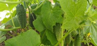 Description of the Blizzard cucumber variety, its characteristics and yield