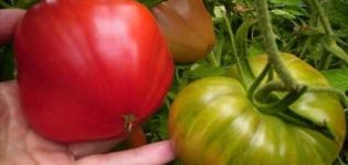 Description of the tomato variety Bear in the north, features of cultivation and care