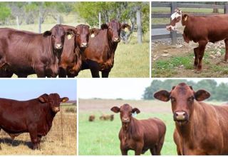 Description et caractéristiques de Santa Gertrude, élevage de vaches de cette race