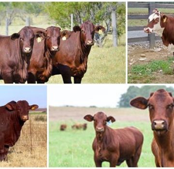 Descripción y características de santa gertrudis, cría de vacas de esta raza.