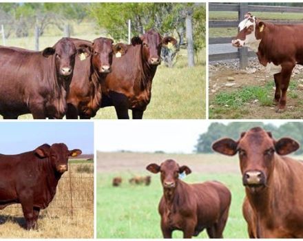 Descripción y características de santa gertrudis, cría de vacas de esta raza.