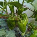 Description of the Kakadu pepper variety and its characteristics