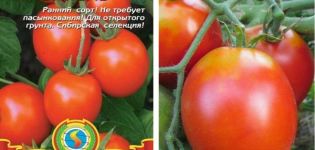 Description of the tomato variety Aquarelle and its characteristics