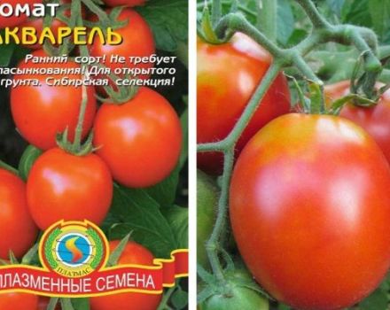 Penerangan mengenai varieti tomato Aquarelle dan ciri-cirinya