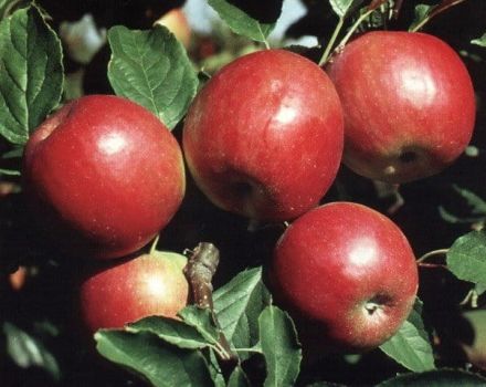 Description, caractéristiques et résistance à l'hiver du pommier primitif de Krasnoe, culture