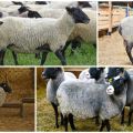 Description and characteristics of sheep of the Romanov breed, breeding and feeding