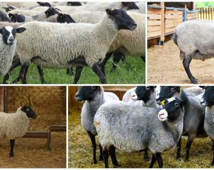 Description et caractéristiques des moutons de la race Romanov, reproduction et alimentation