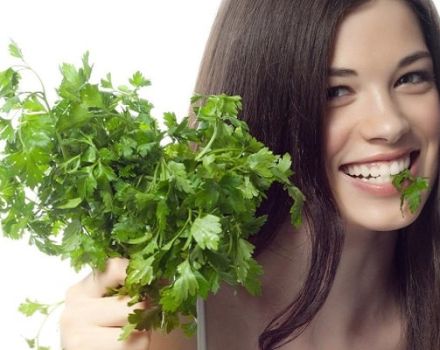 Medicinal properties and contraindications of parsley for the human body