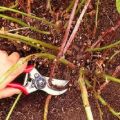 How to properly prune raspberries in summer in July to have a good harvest