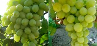 Description and characteristics of the grape variety Anthony the Great, history and rules of cultivation