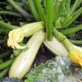 Penerangan mengenai varieti Kavili zucchini, ciri penanaman dan hasil