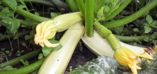 Description de la variété de courgettes Kavili, caractéristiques de culture et rendement