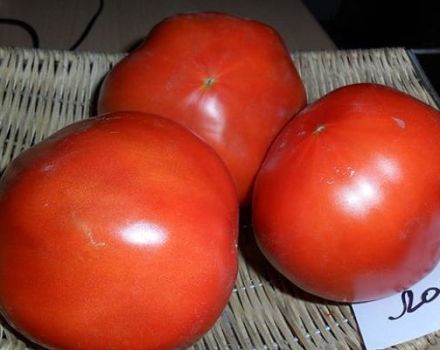 Descripción de la variedad de tomate Lord, características de cultivo y cuidado.