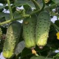 Description of the Aristocrat cucumber variety, features of cultivation and care