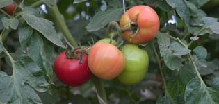 Description de la variété de tomate Spring of the North, sa culture et son rendement