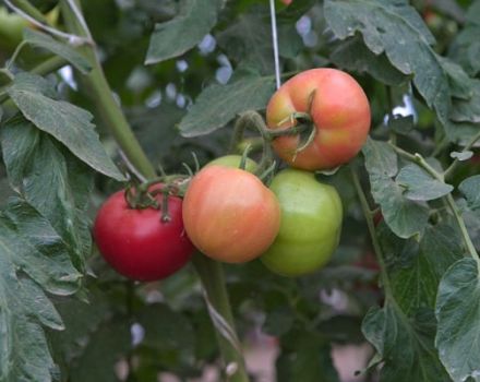 Description de la variété de tomate Spring of the North, sa culture et son rendement