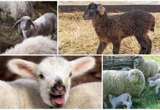 What is the best name for a lamb, TOP 50 nicknames for girls and boys