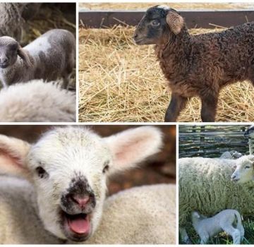 What is the best name for a lamb, TOP 50 nicknames for girls and boys